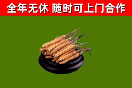 塔城烟酒回收冬虫夏草.jpg